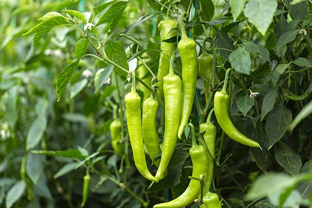 Green Chilli