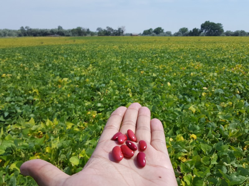 Kidney Beans